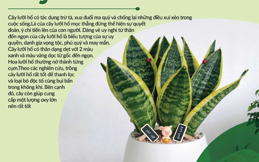 Nhà An Tường gợi ý 4 loại cây trồng phong thủy xanh tốt mang lại tài lộc, bình an cho gia đình bạn
